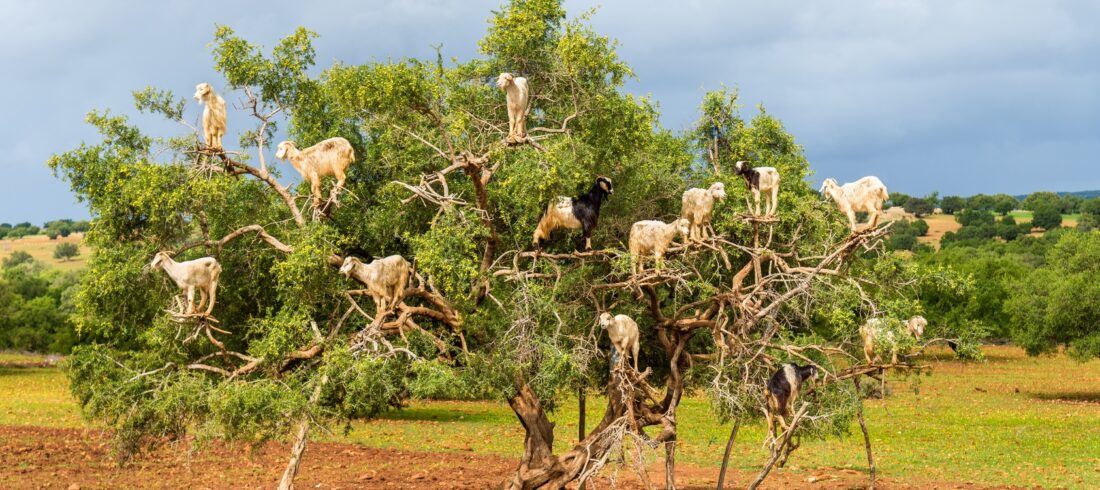 Goats graze in an argan tree - Morocco