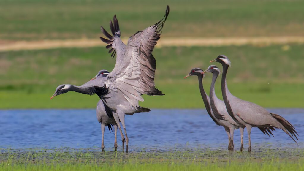 Wildlife Tours in Turkey : Demoiselle Crane