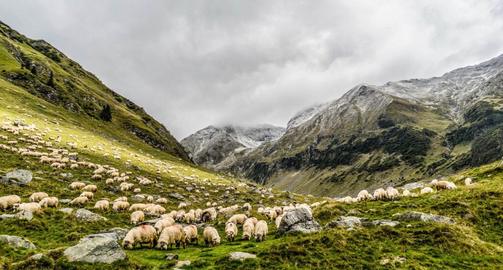 Wildlife Tours in Turkey