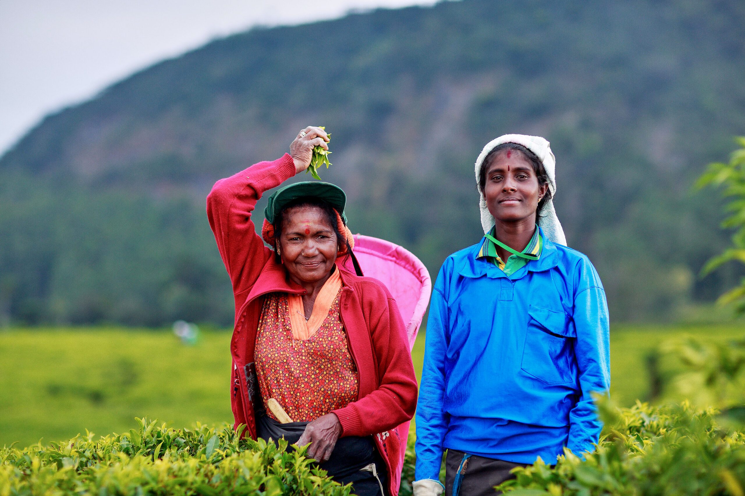 Tea pickers in Sri Lanka