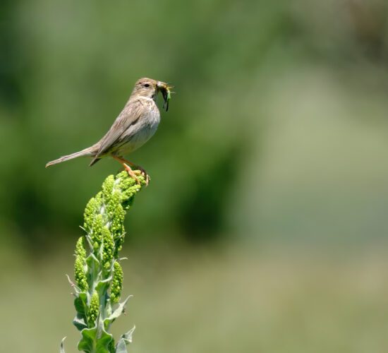 Birdwatching in Turkey