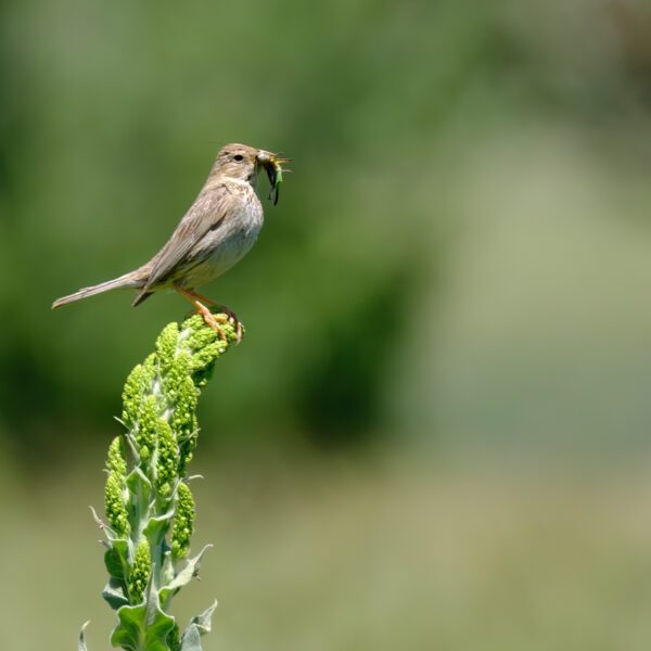 Birdwatching in Turkey