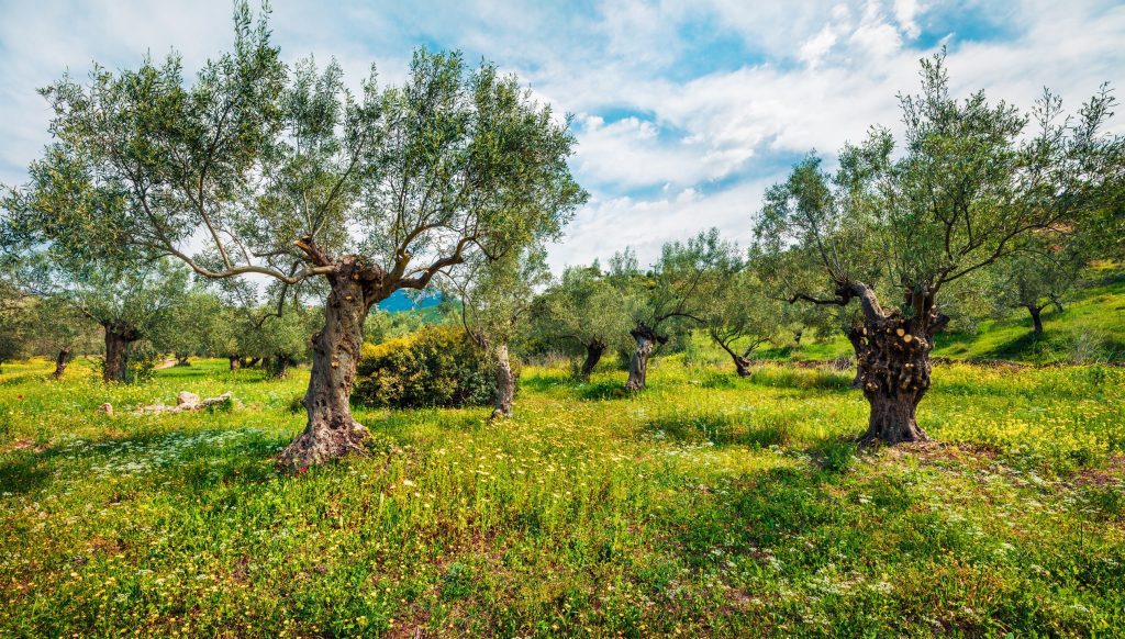 Olive Harvest in Greece