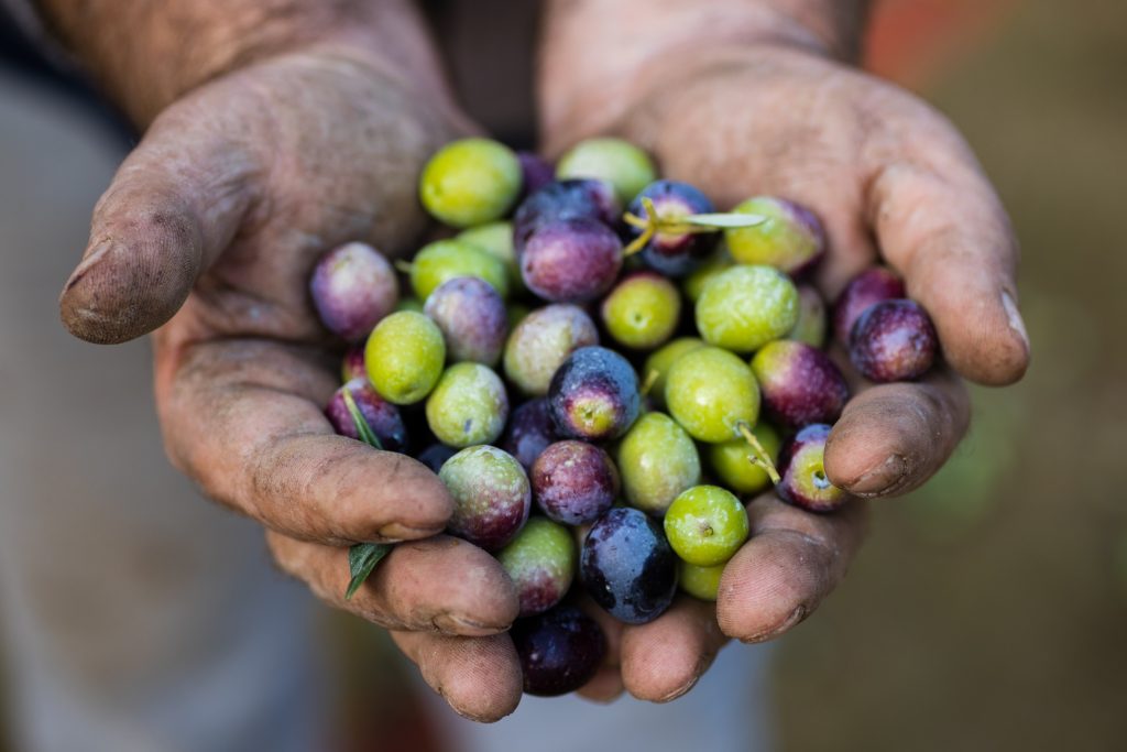 Olive Harvest in Greece