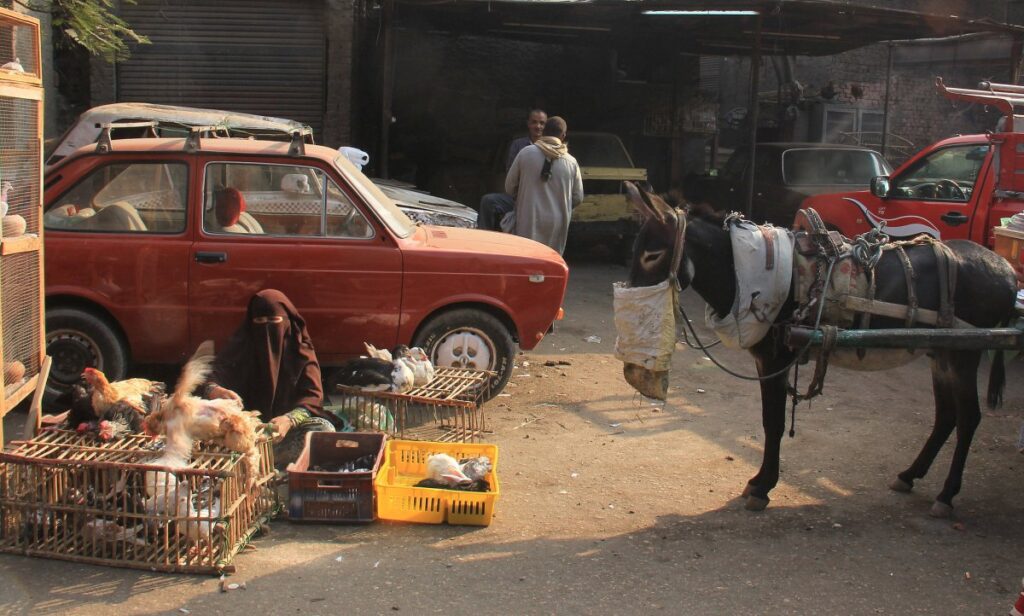 Survival Guide in Cairo's Souqs 