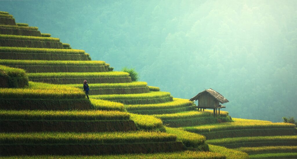 Thailand Tours From USA / Agriculture, Rice plantation, Thailand