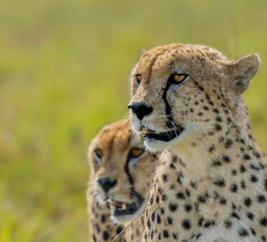 Kenya Private Discovery - Cheetah