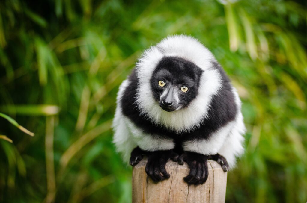 Lemur - Madagascar