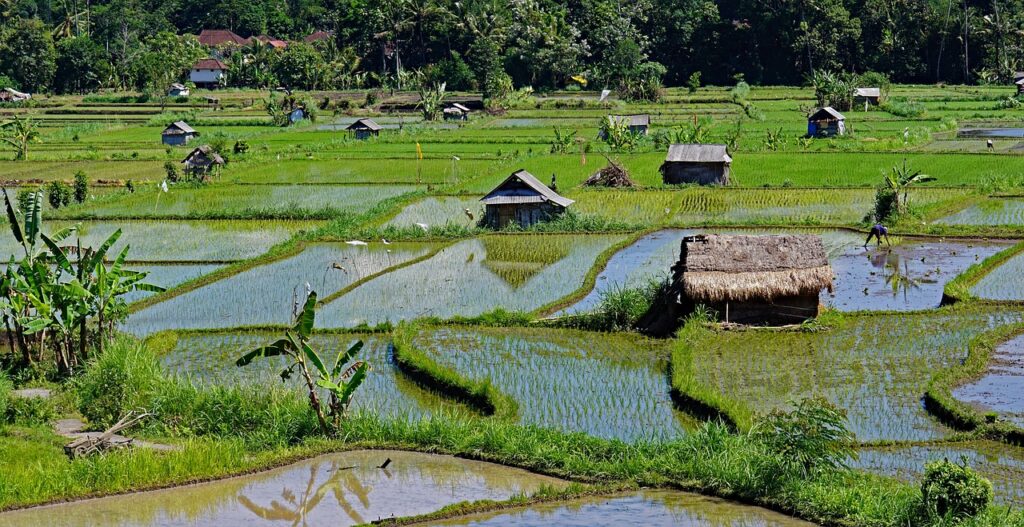 Bali: A Mystic Dream / Bali Rice Terraces