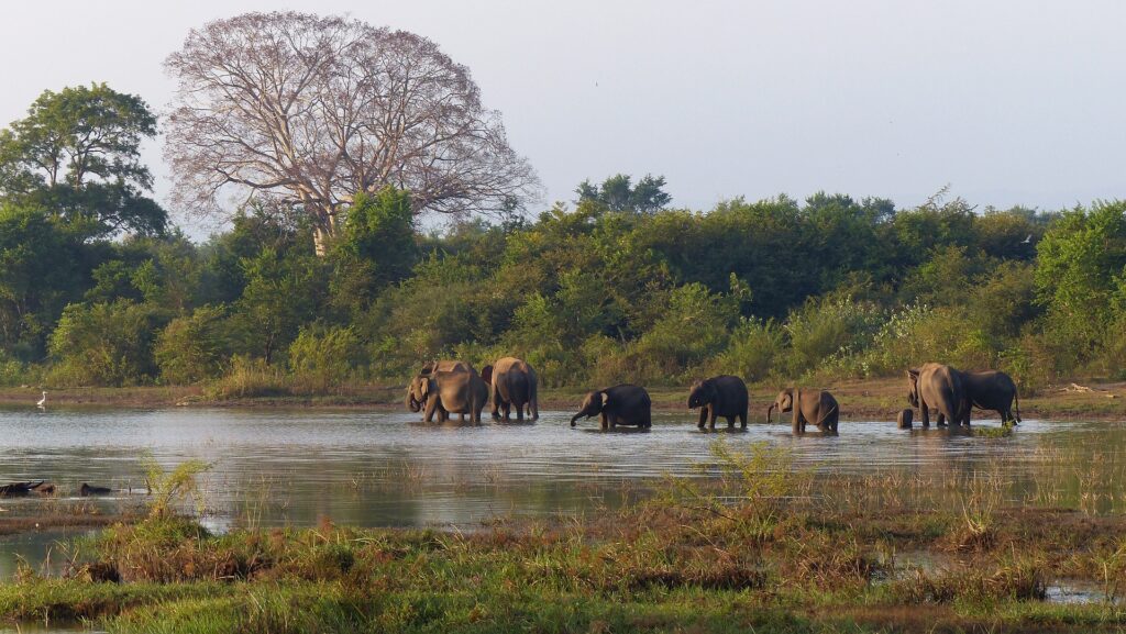 Sri Lanka Tours