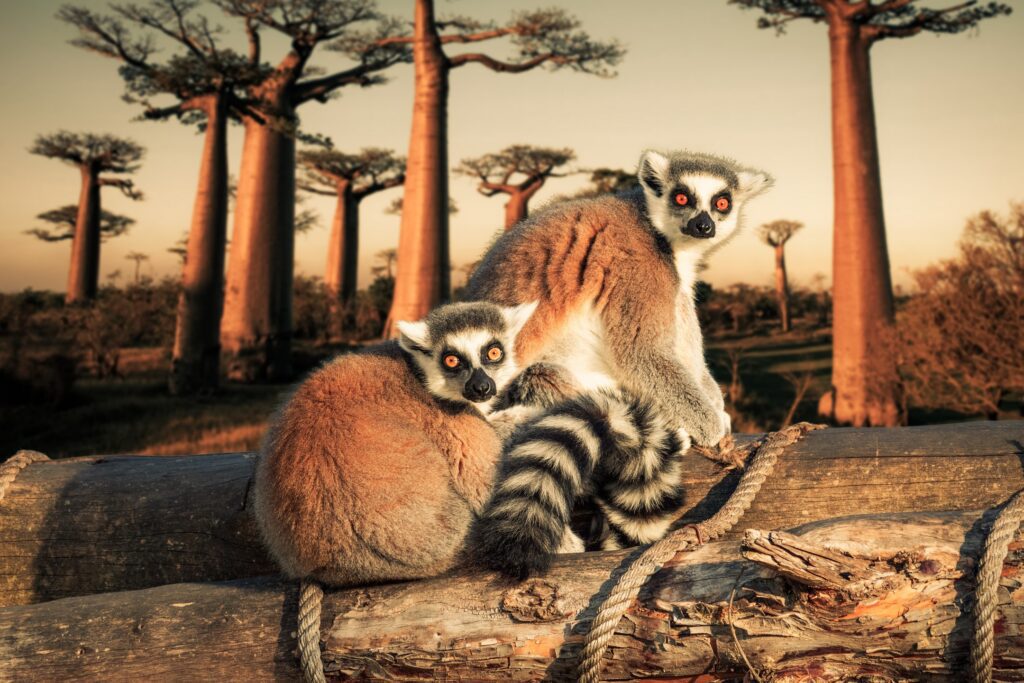 Lemurs, Madagascar