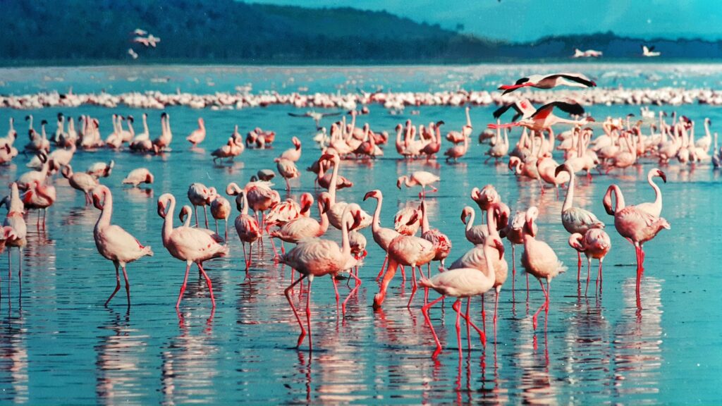 Kenya Safaris Lake Nakuru Pink Flamingos