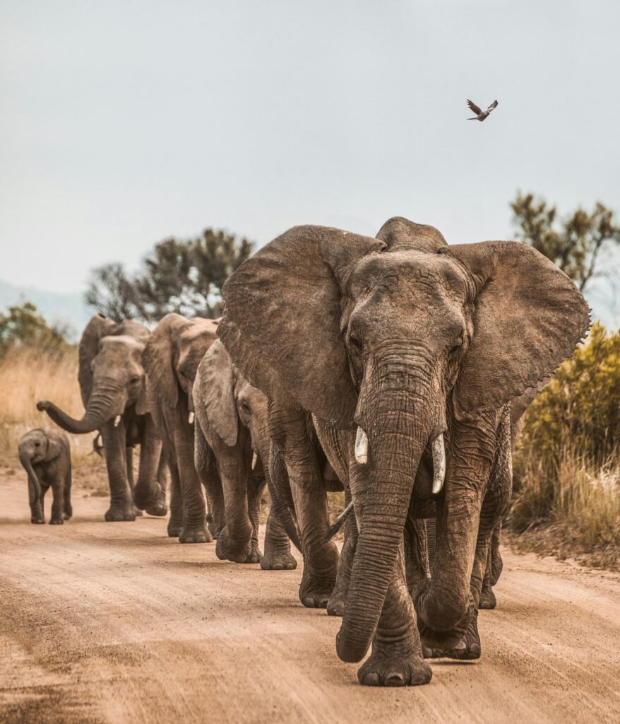 Kenya Safaris 