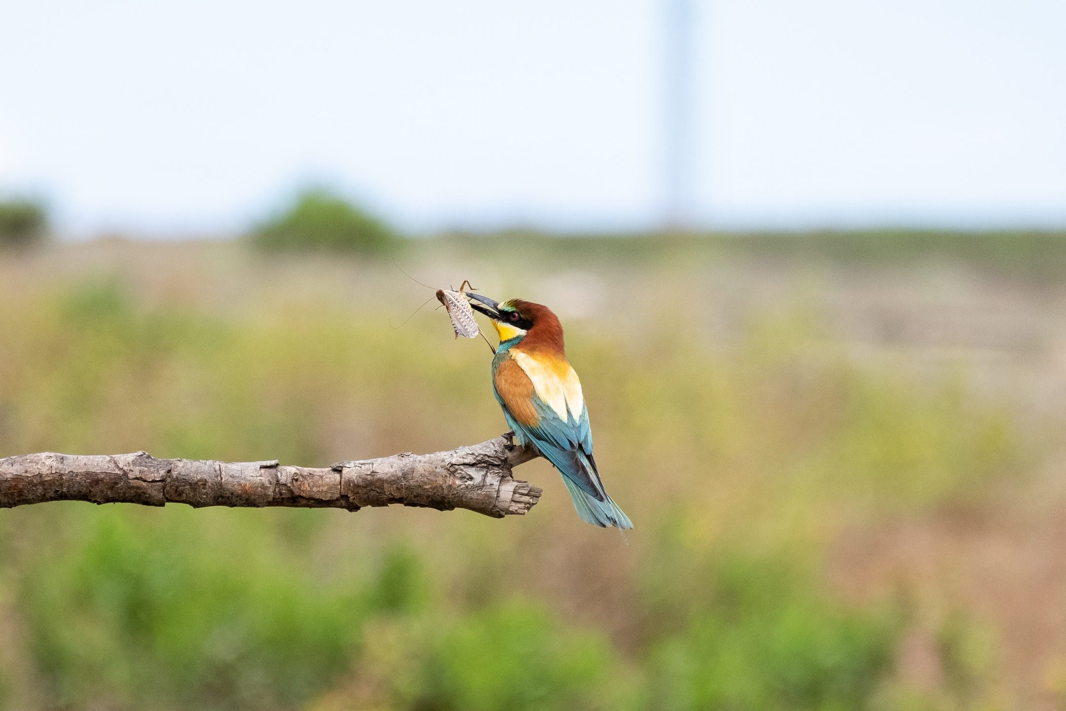 Eurpean Bee Eaters