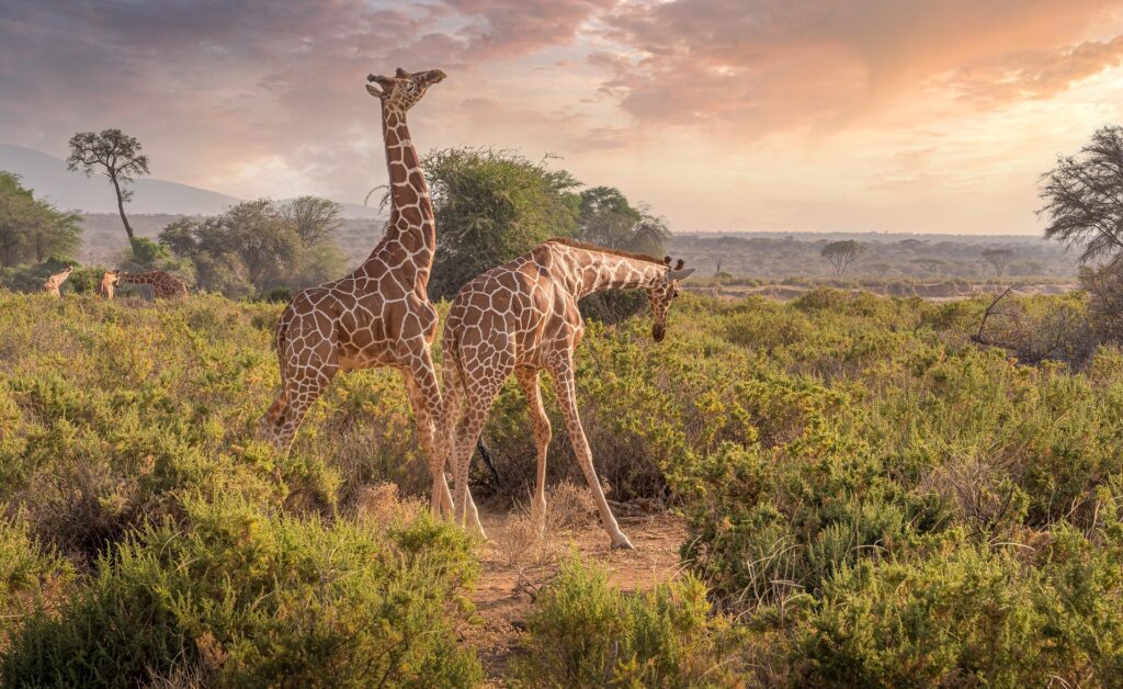 Safari Tour