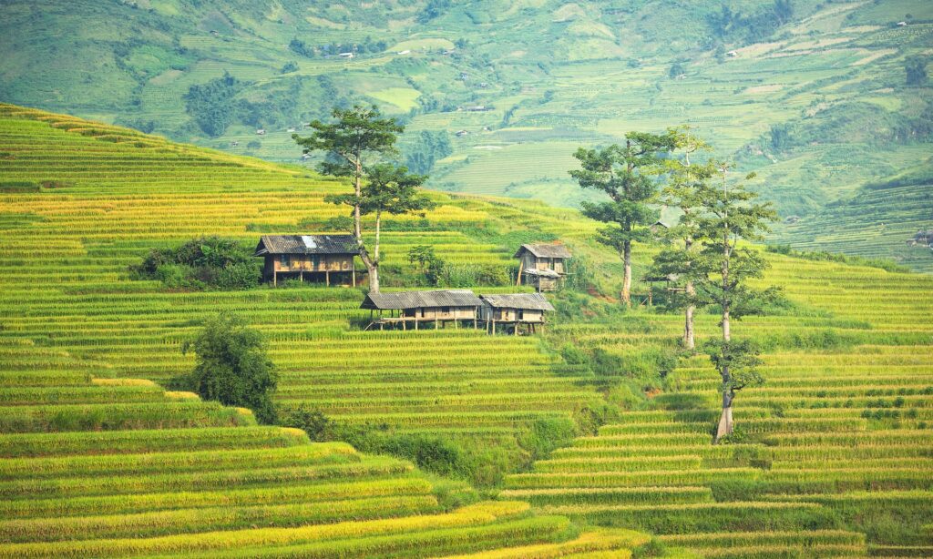 Jatiluwih Rice Terrace