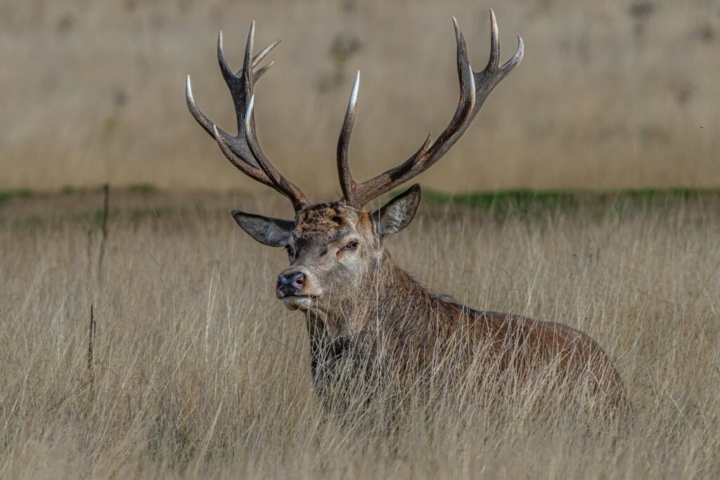 Best Places to Visit in Varanasi / Sarnath Deer Park