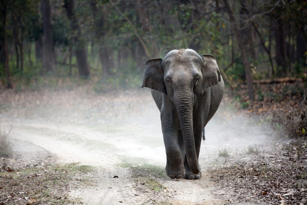 Best Places to Visit in Sigiriya / An Elephant in Kaudulla National ParkAn