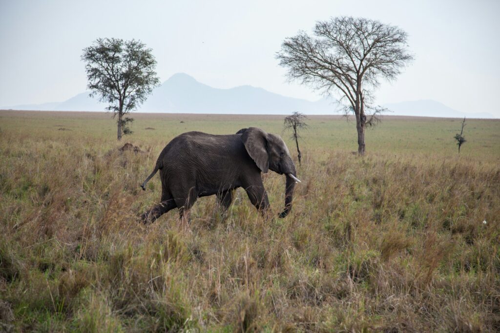 Best Places to Visit in Ella / Udawalawe National Park