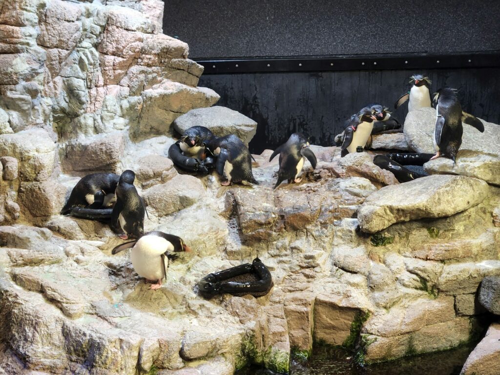 13 Best Places to Visitn in Boston / Macaroni Penguins at the New England Aquarium