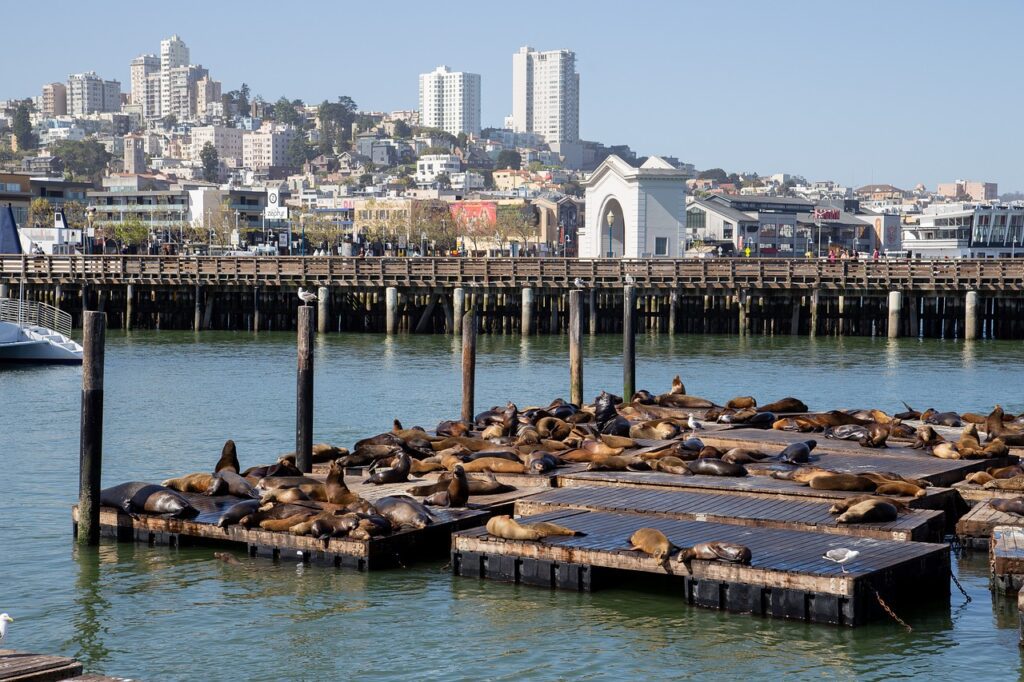 15 Best Places to Visit in San Francisco / Pier 39