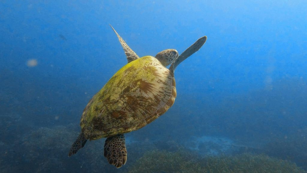 A Sea Turtle at Argostoli Harbor, Cephalonia