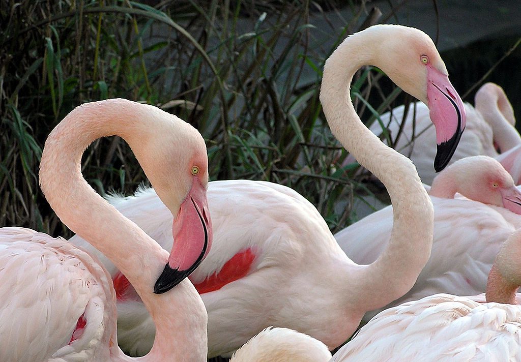 12 Best Things to Do in Poznan / New Zoo - Flamingos, Poznan