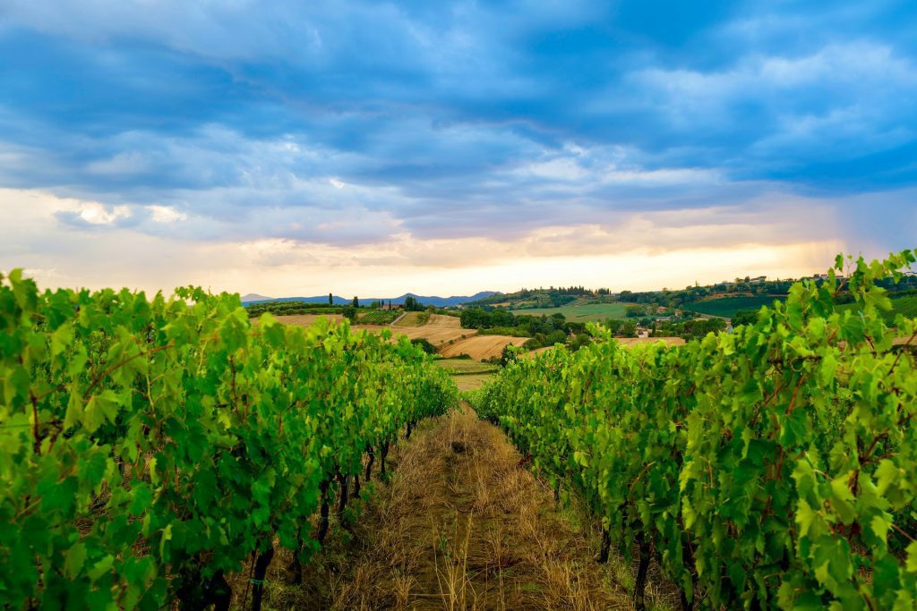 Best Italy Tour Packages 2025 / Winery in Tuscany