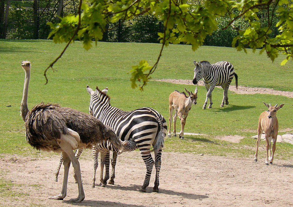 Top 10 Places to Visit in Nuremberg / Nuremberg Zoo